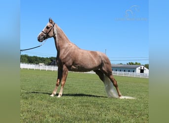 Tennessee walking horse, Jument, 10 Ans, 152 cm, Alezan brûlé