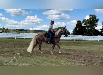 Tennessee walking horse, Jument, 10 Ans, 152 cm, Alezan brûlé