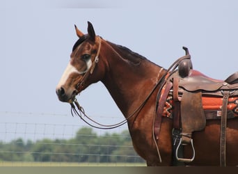 Tennessee walking horse, Jument, 10 Ans, 155 cm, Bai cerise