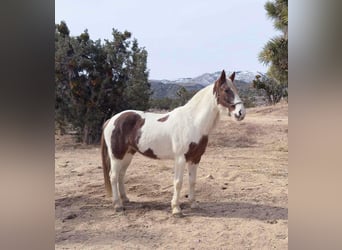 Tennessee walking horse, Jument, 10 Ans, 163 cm, Tobiano-toutes couleurs