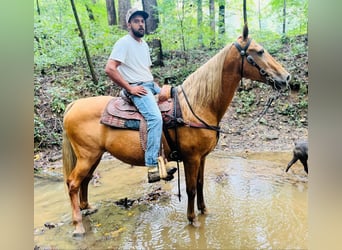 Tennessee walking horse, Jument, 12 Ans, 152 cm, Alezan cuivré