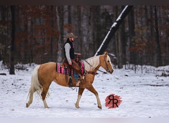Tennessee walking horse, Jument, 12 Ans, 152 cm, Palomino