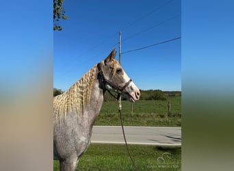 Tennessee walking horse, Jument, 12 Ans, 152 cm, Rouan Rouge