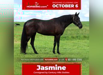 Tennessee walking horse, Jument, 12 Ans, 160 cm, Noir