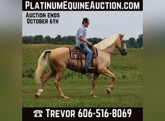 Tennessee walking horse, Jument, 12 Ans, Palomino