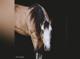 Tennessee walking horse, Jument, 13 Ans, 145 cm, Buckskin