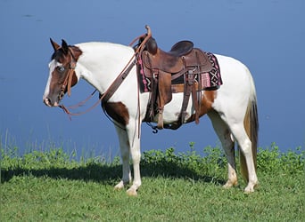 Tennessee walking horse, Jument, 13 Ans, 150 cm, Tobiano-toutes couleurs