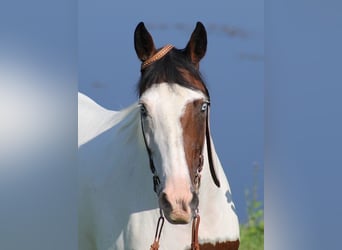Tennessee walking horse, Jument, 13 Ans, 150 cm, Tobiano-toutes couleurs