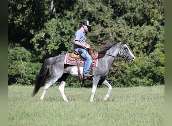 Tennessee walking horse, Jument, 13 Ans, 152 cm, Rouan Bleu