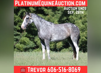 Tennessee walking horse, Jument, 13 Ans, 152 cm, Rouan Bleu