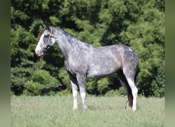 Tennessee walking horse, Jument, 13 Ans, 152 cm, Rouan Bleu