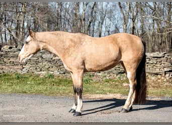 Tennessee walking horse, Jument, 14 Ans, 145 cm, Buckskin