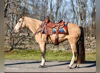 Tennessee walking horse, Jument, 14 Ans, 145 cm, Buckskin