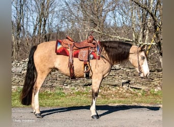 Tennessee walking horse, Jument, 14 Ans, 145 cm, Buckskin