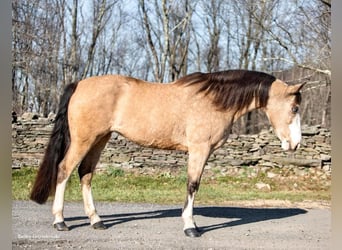 Tennessee walking horse, Jument, 14 Ans, 145 cm, Buckskin