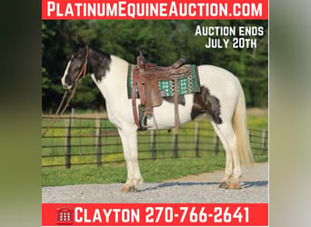 Tennessee walking horse, Jument, 14 Ans, 150 cm, Tobiano-toutes couleurs