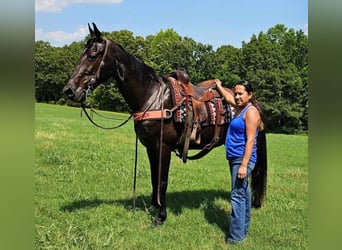 Tennessee walking horse, Jument, 14 Ans, 152 cm, Noir