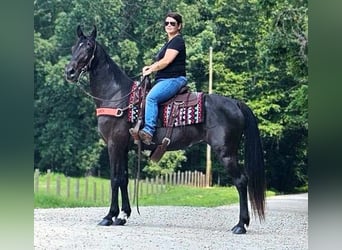 Tennessee walking horse, Jument, 14 Ans, 152 cm, Noir