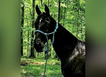 Tennessee walking horse, Jument, 14 Ans, 152 cm, Noir