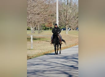 Tennessee walking horse, Jument, 14 Ans, 152 cm, Noir
