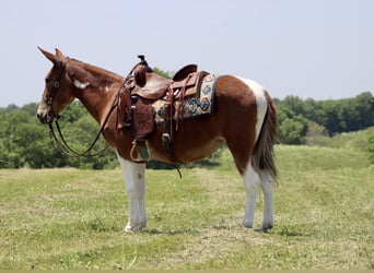Tennessee walking horse, Jument, 14 Ans, Alezan brûlé