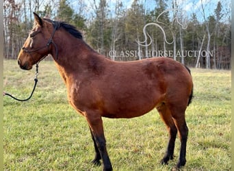 Tennessee walking horse, Jument, 15 Ans, 152 cm