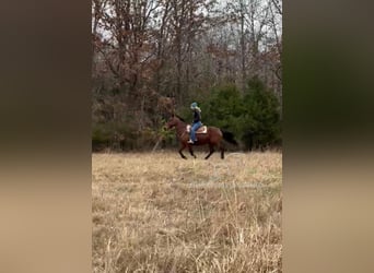 Tennessee walking horse, Jument, 15 Ans, 152 cm