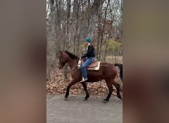 Tennessee walking horse, Jument, 15 Ans, 152 cm