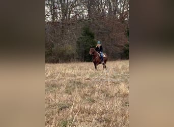 Tennessee walking horse, Jument, 15 Ans, 152 cm