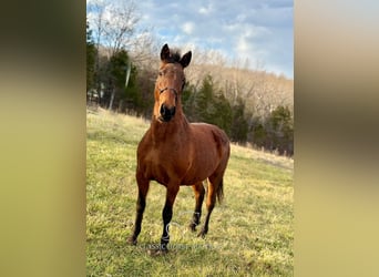 Tennessee walking horse, Jument, 15 Ans, 152 cm