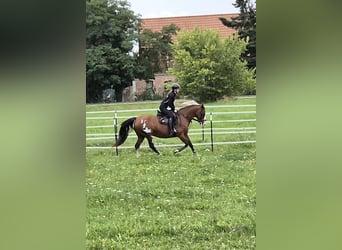 Tennessee walking horse Croisé, Jument, 15 Ans, 155 cm, Pinto
