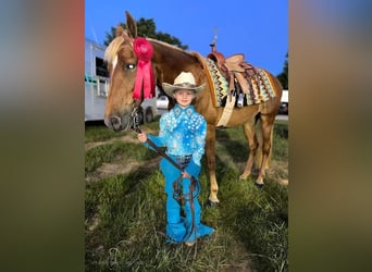 Tennessee walking horse, Jument, 16 Ans, 142 cm, Alezan cuivré