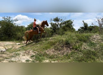 Tennessee walking horse, Jument, 16 Ans, 142 cm, Alezan cuivré