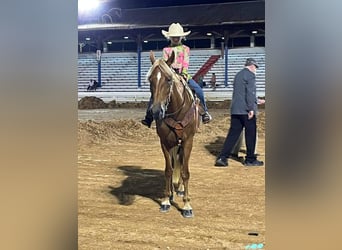 Tennessee walking horse, Jument, 16 Ans, 142 cm, Alezan cuivré