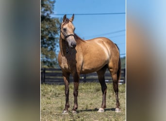 Tennessee walking horse, Jument, 16 Ans, 155 cm, Buckskin