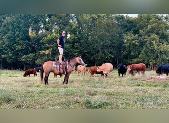 Tennessee walking horse, Jument, 17 Ans, 155 cm, Buckskin