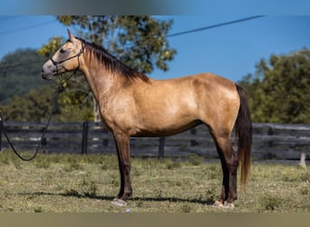Tennessee walking horse, Jument, 18 Ans, 155 cm, Buckskin