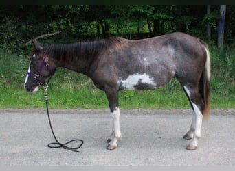 Tennessee walking horse, Jument, 2 Ans, 140 cm, Sabino