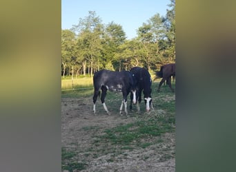 Tennessee walking horse, Jument, 2 Ans, 140 cm, Sabino