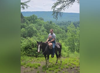 Tennessee walking horse, Jument, 2 Ans, 140 cm, Sabino