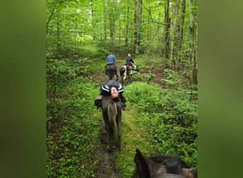 Tennessee walking horse, Jument, 2 Ans, 140 cm, Sabino