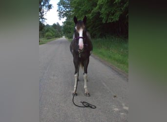 Tennessee walking horse, Jument, 2 Ans, 140 cm, Sabino
