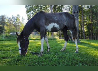 Tennessee walking horse, Jument, 2 Ans, 140 cm, Sabino