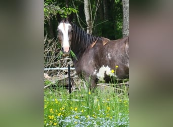 Tennessee walking horse, Jument, 2 Ans, 140 cm, Sabino