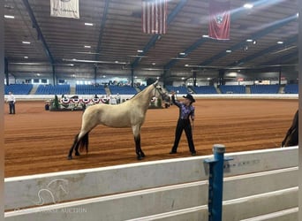 Tennessee walking horse, Jument, 2 Ans, 152 cm, Buckskin