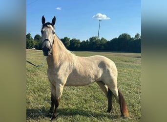 Tennessee walking horse, Jument, 2 Ans, 152 cm, Buckskin