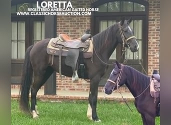 Tennessee walking horse, Jument, 3 Ans, 142 cm, Noir