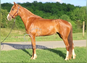 Tennessee walking horse, Jument, 3 Ans, 152 cm, Alezan cuivré