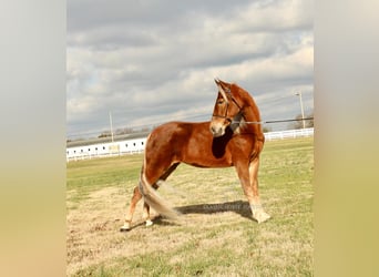 Tennessee walking horse, Jument, 4 Ans, 163 cm, Alezan cuivré