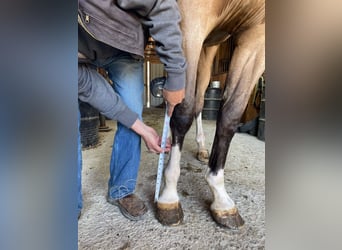 Tennessee walking horse, Jument, 4 Ans, 163 cm, Buckskin